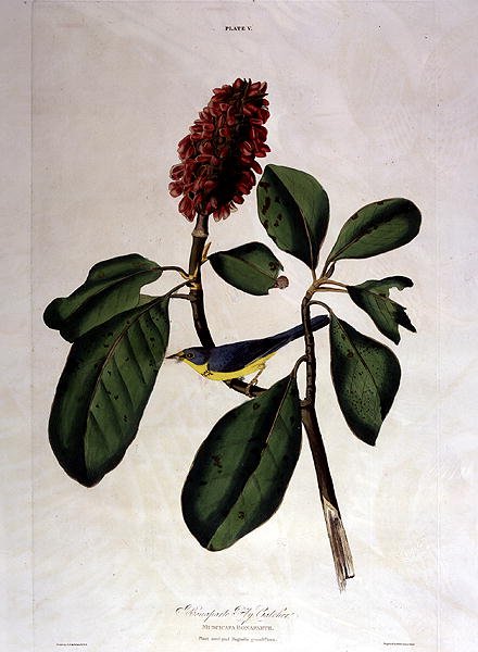 Bonaparte Fly Catcher, az "Amerika madarai"-ból, William Home Lizars (1788-1859) metszete (színes metszet) alkotó: John James (after) Audubon