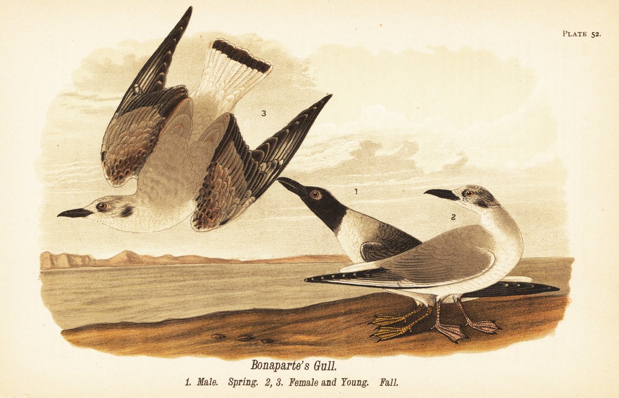 Bonaparte sirály, Chroicocephalus philadelphia, hím tavaszi 1, nőstény 2 és fiatal 3 őszi tollazatban alkotó: John James (after) Audubon