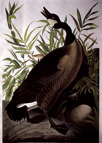 Canada Goose, a "Birds of America"-ból (színes metszet) alkotó: John James (after) Audubon