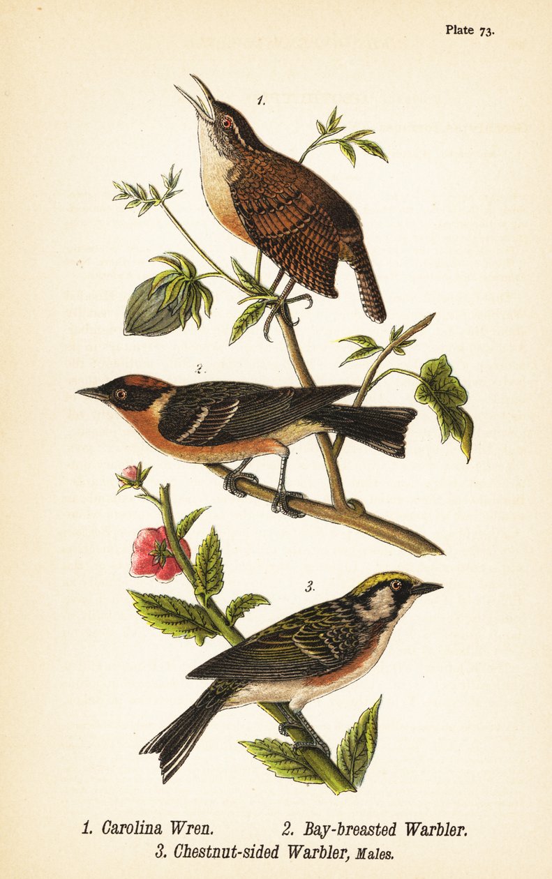 Karolina ürge, Thryothorus ludovicianus 1, öblös poszáta, Setophaga castanea 2, gesztenyeszárnyú poszáta, Setophaga pensylvanica 3 alkotó: John James (after) Audubon