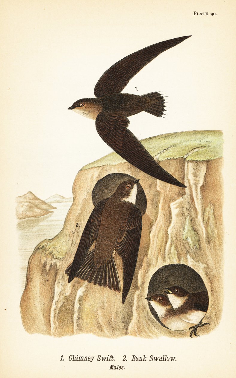 Kéménysebes, Chaetura pelagica 1, parlagi fecske, Riparia riparia 2, hímek alkotó: John James (after) Audubon