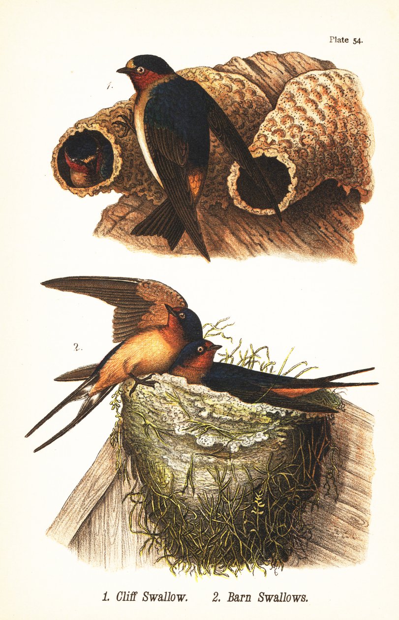 Sziklafecske, Petrochelidon pyrrhonota 1, és parlagi fecske, Hirundo rustica 2 alkotó: John James (after) Audubon