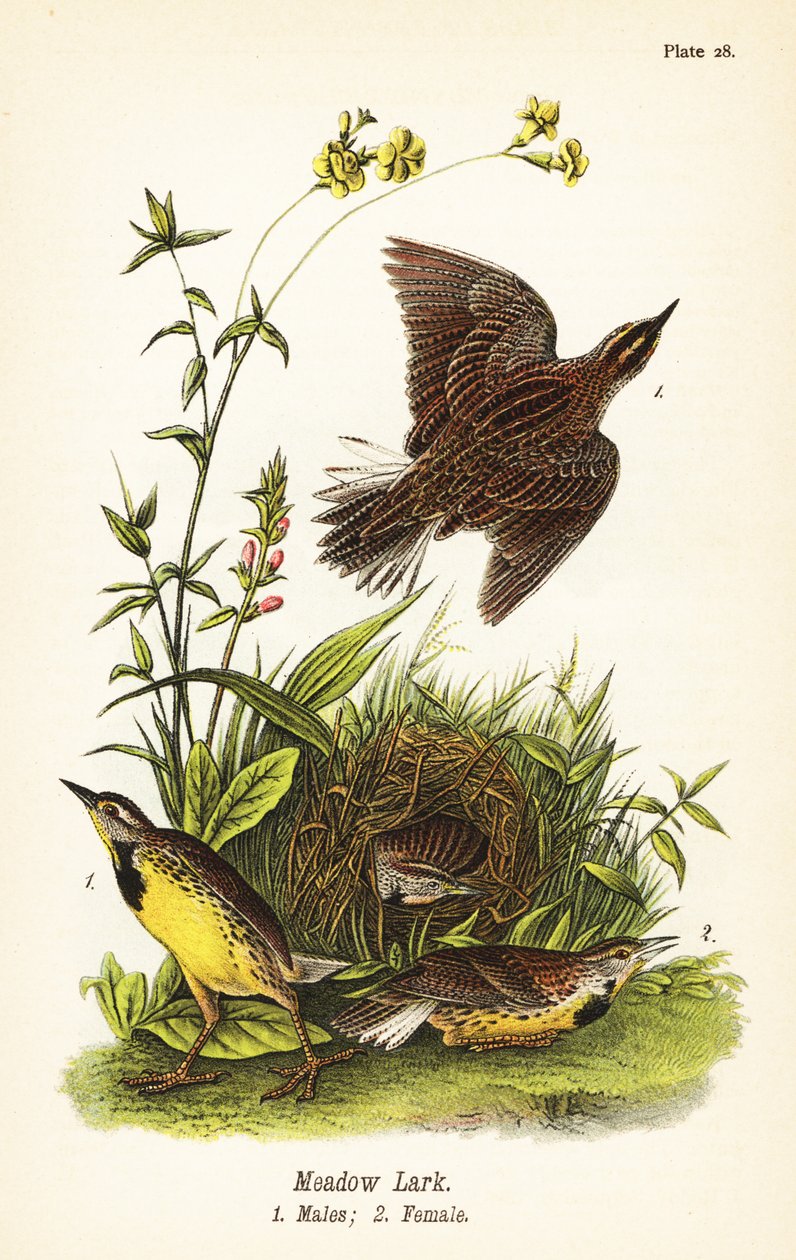 Keleti réti pacsirta, Sturnella magna alkotó: John James (after) Audubon