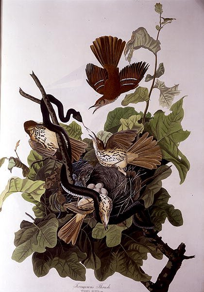Ferruginous Thrush, a "Birds of America"-ból, metszett: Robert Havell (1793-1878) (színes metszet) alkotó: John James (after) Audubon