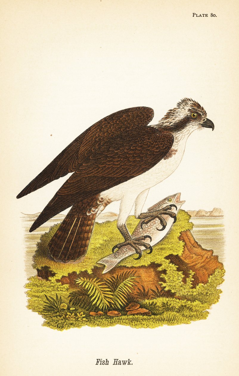 Halas sólyom vagy rétisas, Pandion haliaetus alkotó: John James (after) Audubon