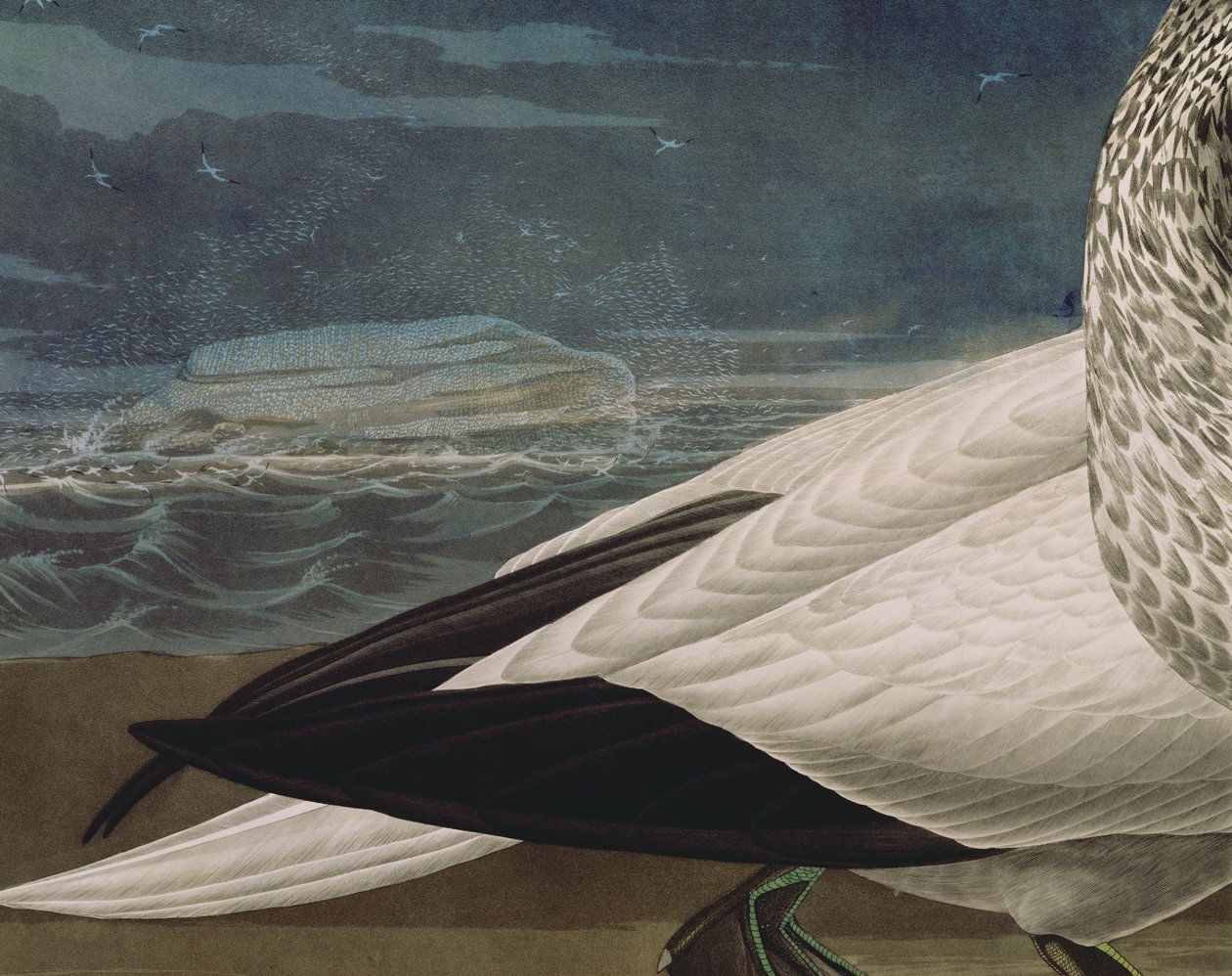Gannets, az Amerika madaraiból, Robert Havell (1793-1878) metszetében, 1836-ban (színes metszet) (195118 részlet) alkotó: John James (after) Audubon