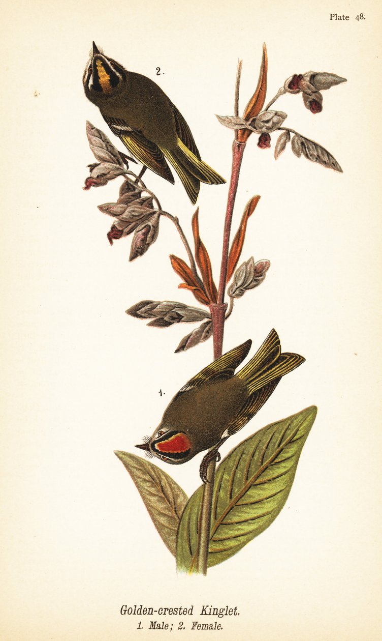 Aranykoronás királyfi, Regulus satrapa alkotó: John James (after) Audubon