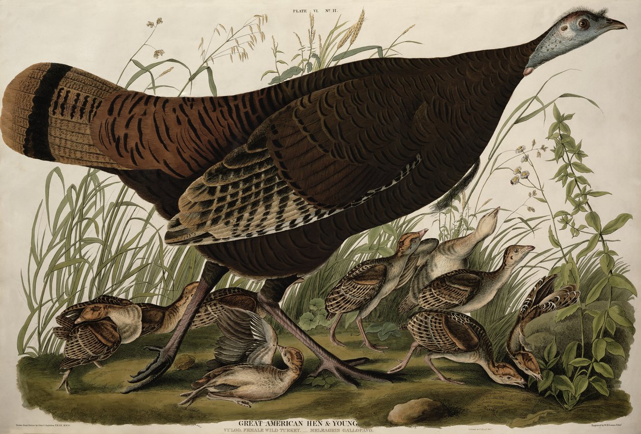 Nagy amerikai tyúk és fiatalok, a "Birds of America"-ból, W. H. Lizars (1788-1859) metszete és Robert Havell (1793-1878) színezése (színes metszet) alkotó: John James (after) Audubon