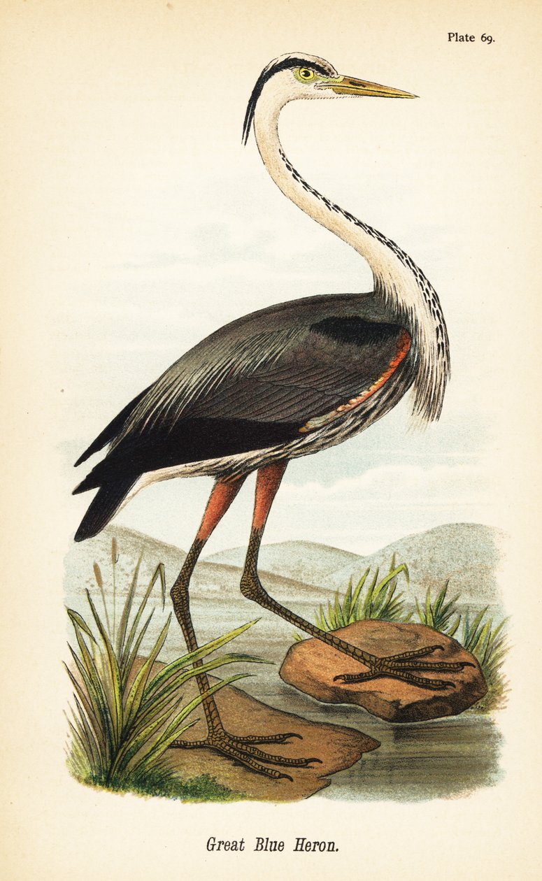 Nagy kék gém, Ardea herodias alkotó: John James (after) Audubon