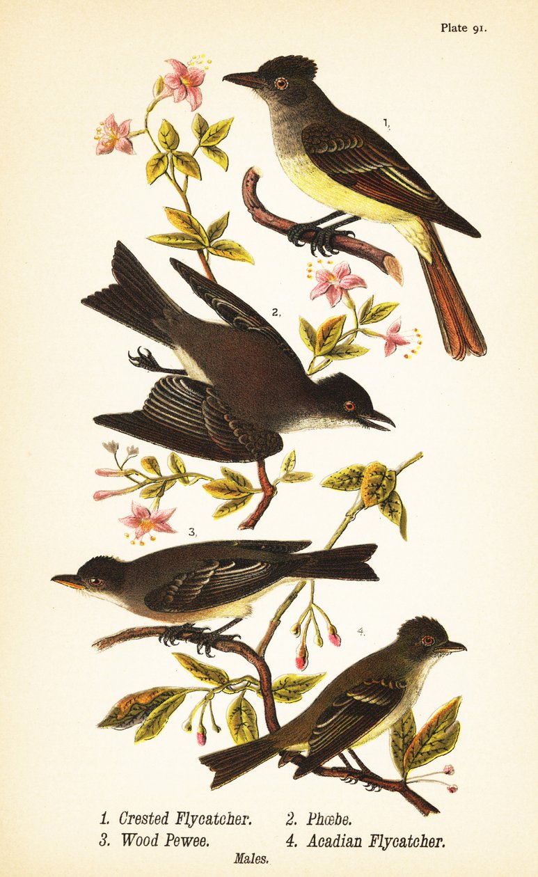tarajos légykapófélék, Myiarchus crinitus 1, keleti phoebe, Sayornis phoebe 2, keleti erdei szálkák, Contopus viridis 3 és acadi légykapó, Empidonax virescens 4 alkotó: John James (after) Audubon