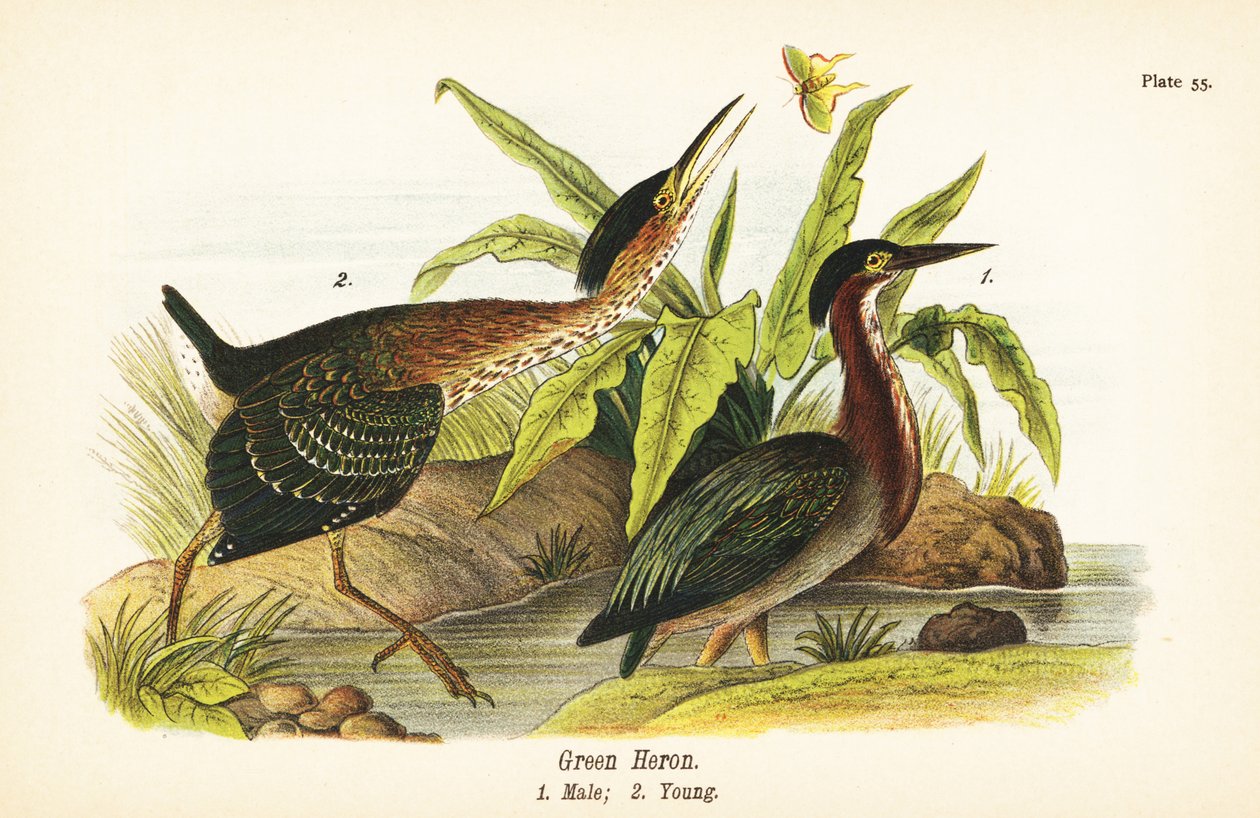 Zöld gém, Butorides virescens, hím 1, fiatal 2 alkotó: John James (after) Audubon