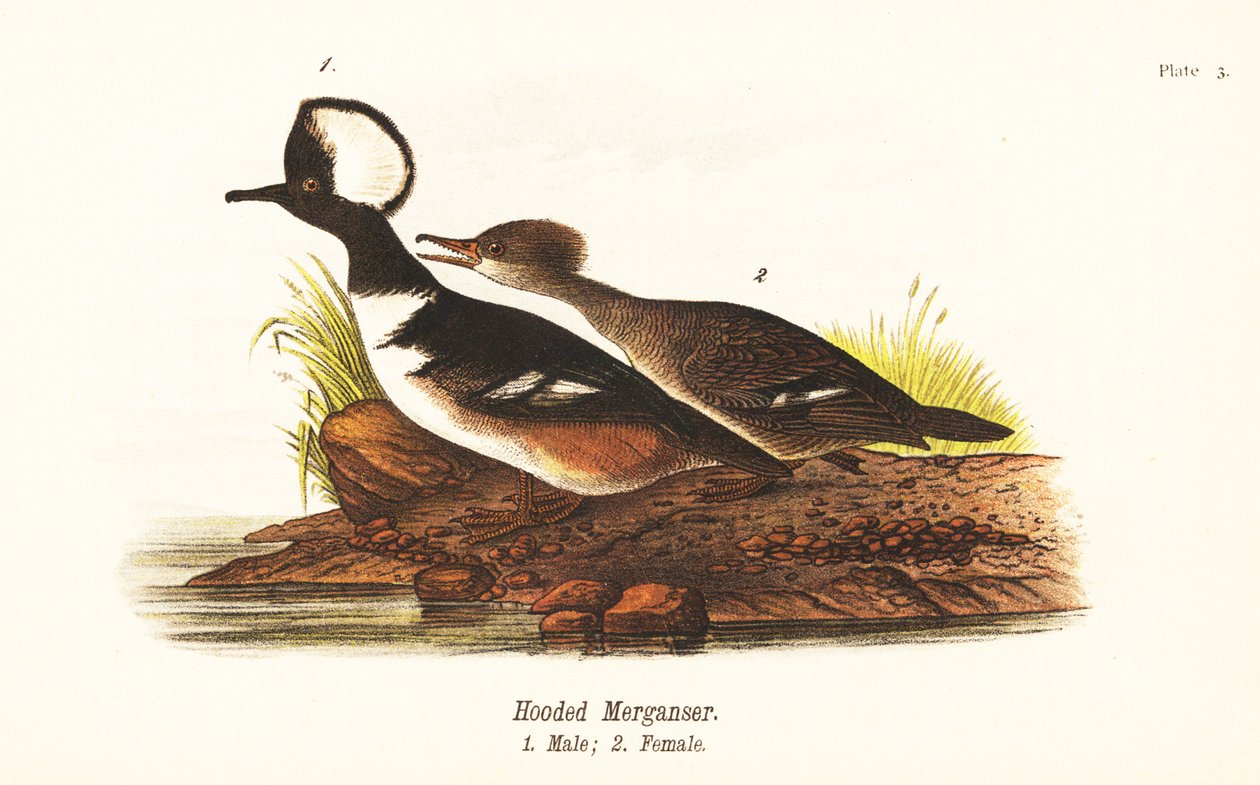 Csuklyás menyecske, Lophodytes cucullatus, hím 1, nőstény 2 alkotó: John James (after) Audubon