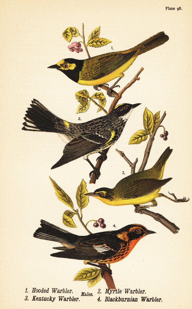 Csuklyás poszáta, Setophaga citrina 1, sárgarigó, Setophaga coronata 2, Kentucky poszáta, Geothlypis formosa 3 és Blackburni poszcsa, Setophaga fusca 4 alkotó: John James (after) Audubon