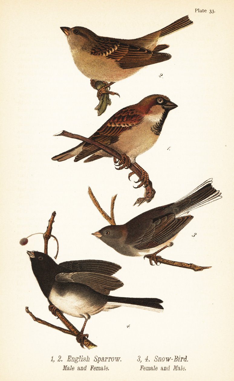Házi veréb, Passer domesticus és sötét szemű junco, Junco hyemalis alkotó: John James (after) Audubon