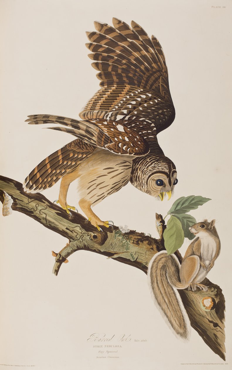 Illusztráció a „Birds of America” című művéből, John James Audubontól alkotó: John James (after) Audubon