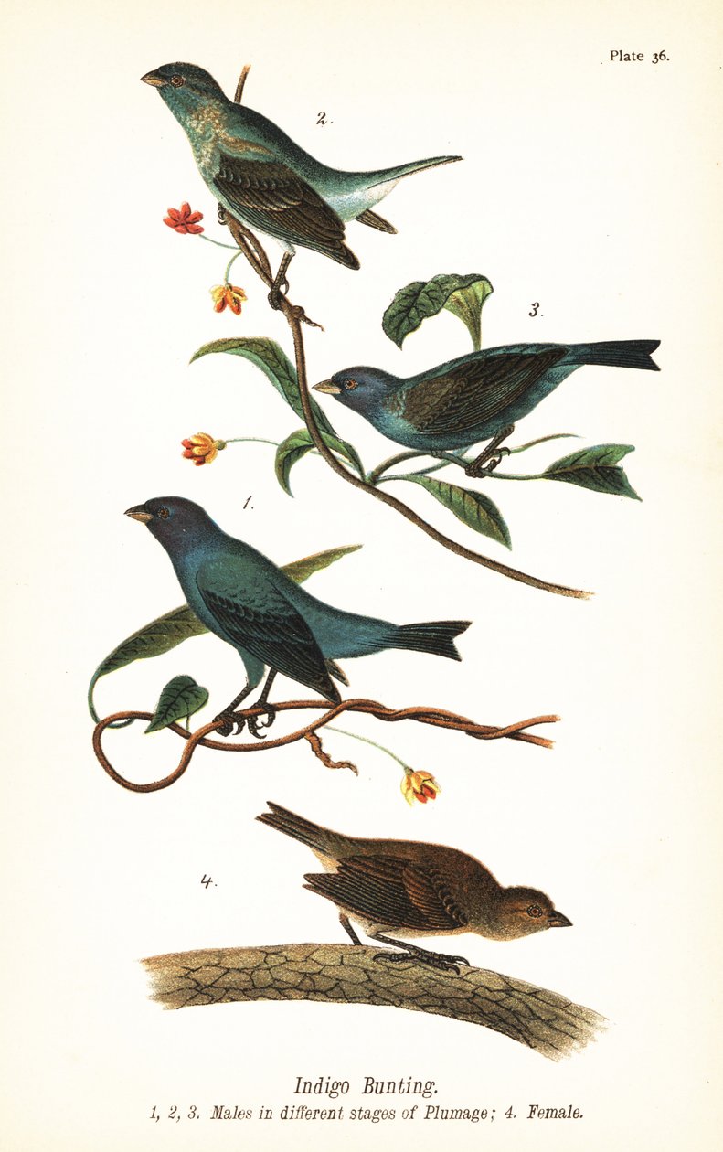 Indigó sármány, Passerina cyanea, a hímek a tollazat különböző szakaszaiban 1, 2, 3 és a nőstények 4 alkotó: John James (after) Audubon