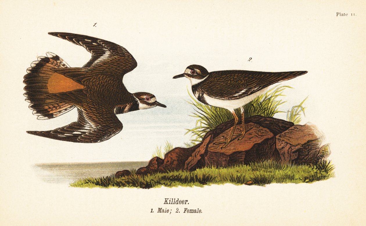 Gyilkosszarvas, Charadrius vociferus, hím 1, nőstény 2 alkotó: John James (after) Audubon