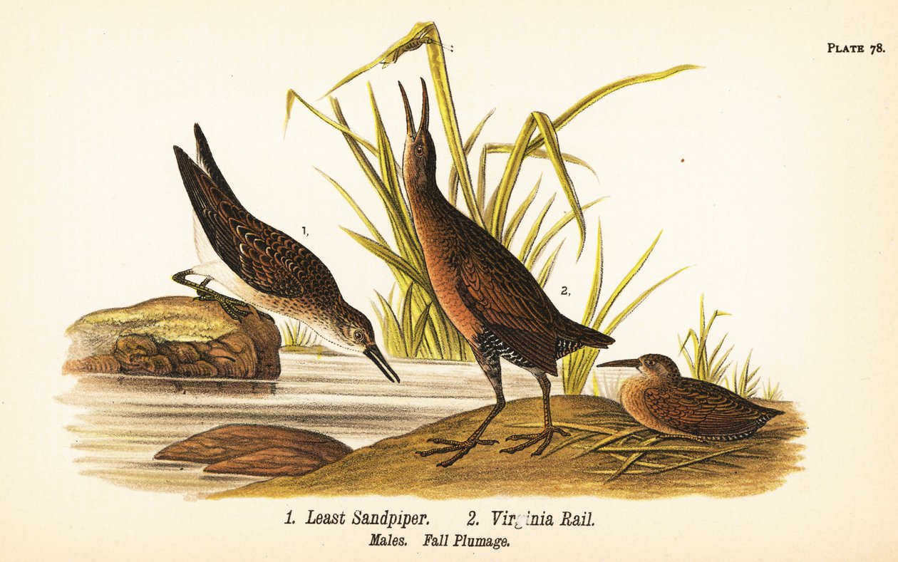 Least sandpiper, Calidris minutilla 1 és Virginia rail, Rallus limicola 2 alkotó: John James (after) Audubon