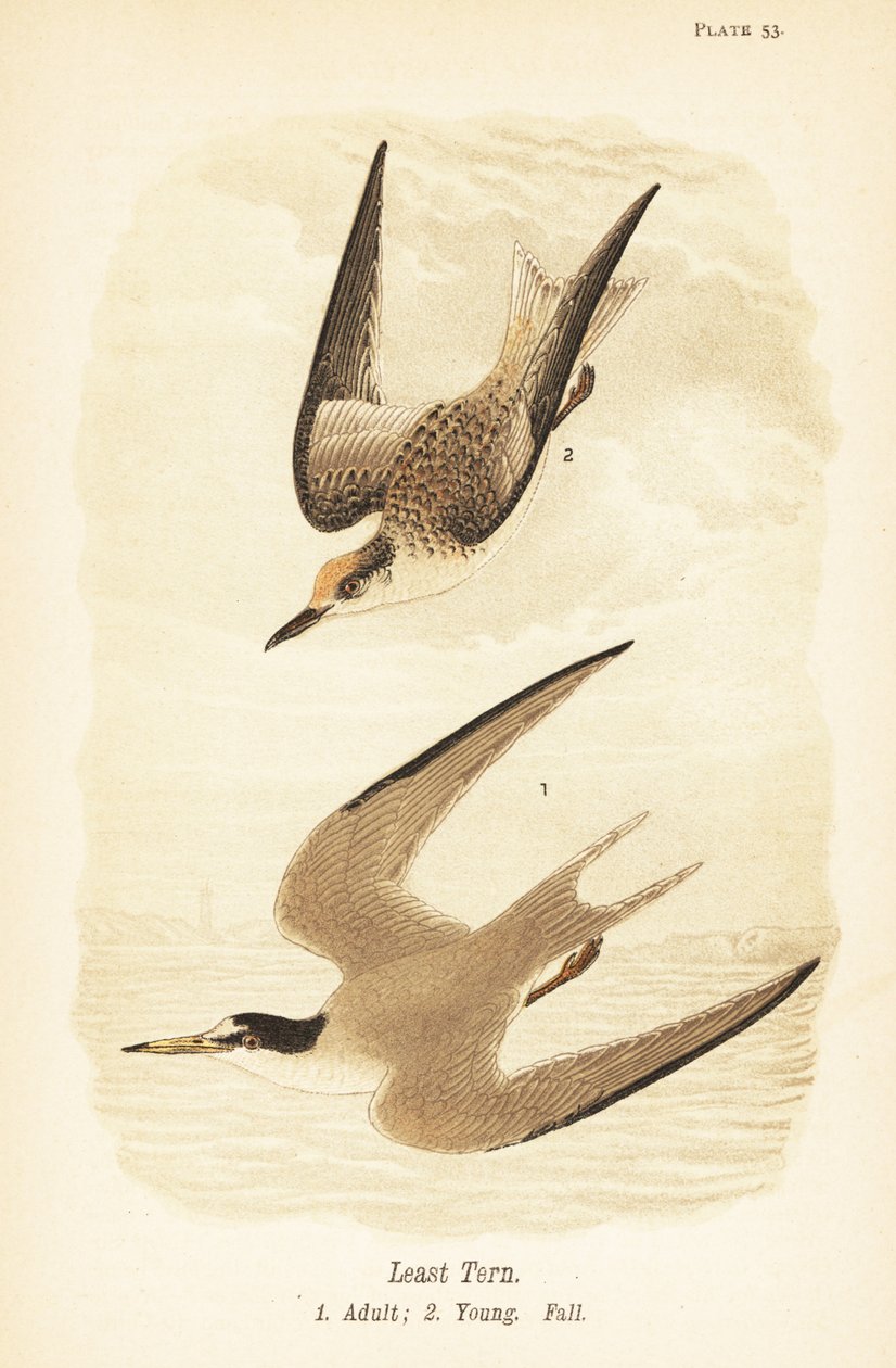 Legkisebb csér, Sternula antillarum, imágó 1, fiatal, őszi tollazata 2 alkotó: John James (after) Audubon