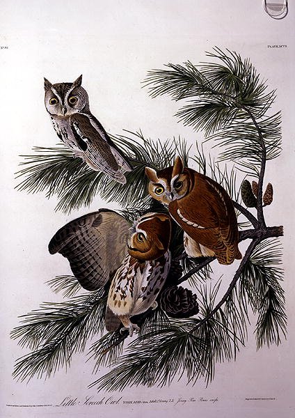 Little Screech Owl, a "Birds of America"-ból, vésette Robert Havell (1793-1878) (színes metszet) alkotó: John James (after) Audubon