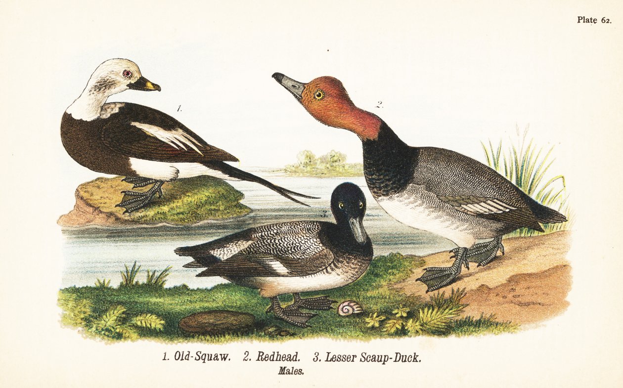Hosszúfarkú réce, Clangula hyemalis 1, vörös hajú, Aythya americana 2 és kisebb réce, Aythya affinis 3 alkotó: John James (after) Audubon