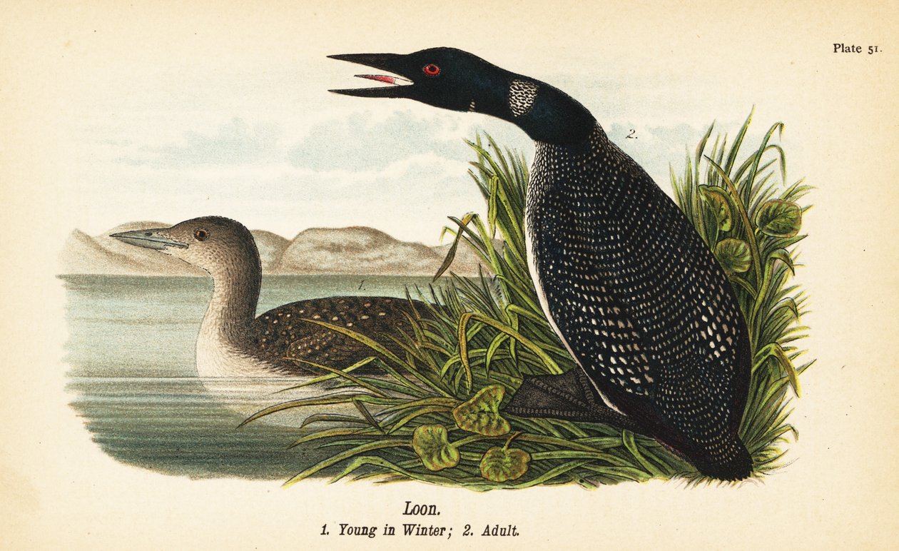 Loon, Gavia immer, fiatal télen 1, felnőtt 2 alkotó: John James (after) Audubon