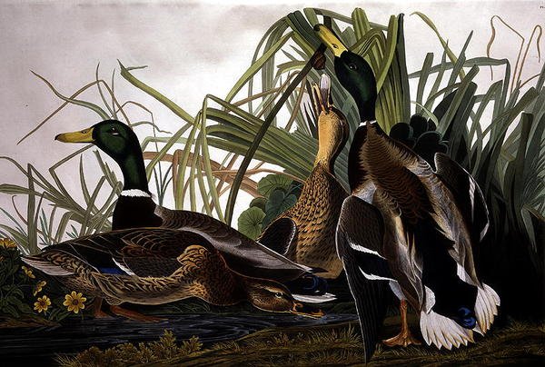 Tőkés réce, a „Birds of America”-ból, metszett: Robert Havell (1793-1878) 1834 (színes metszet) alkotó: John James (after) Audubon
