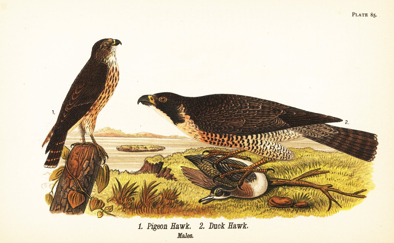 Merlin, Falco columbarius 1 és vándorsólyom kacsával, Falco peregrinus 2 alkotó: John James (after) Audubon