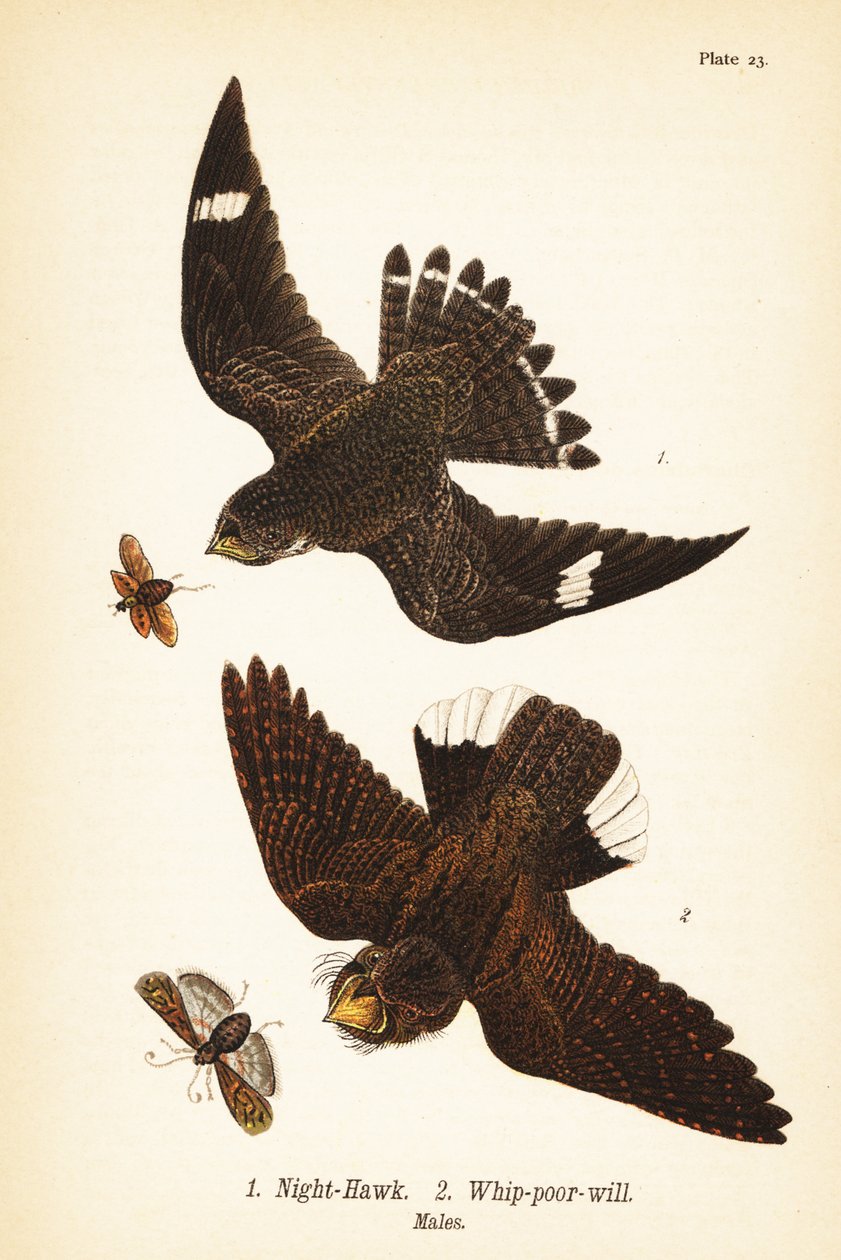 Éjszakai sólyom, Chordeles minor 1 és keleti ostorszegény-akarat, Antrostomus vociferus, ostorszegény-akarat 2, hímek alkotó: John James (after) Audubon