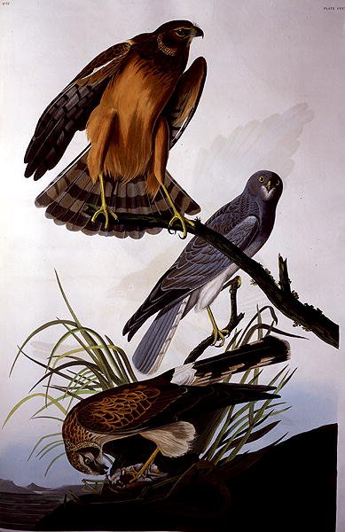 Northern Harrier (Marsh Hawk), a "Birds of America"-ból, vésette Robert Havell (1793-1878) (színes metszet) alkotó: John James (after) Audubon