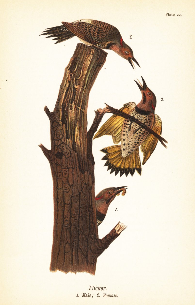 Északi villogás, Colaptes auratus alkotó: John James (after) Audubon