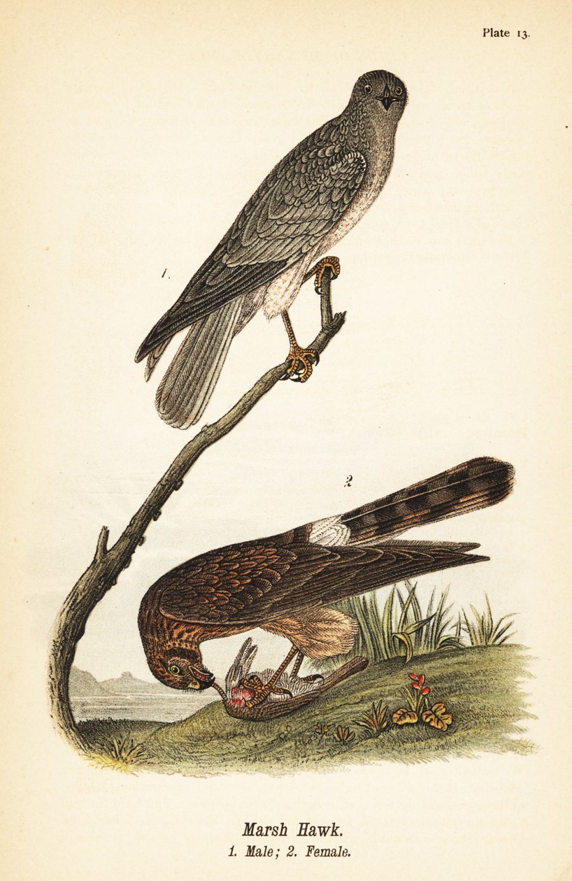 Északi rétisas, Circus hudsonius alkotó: John James (after) Audubon