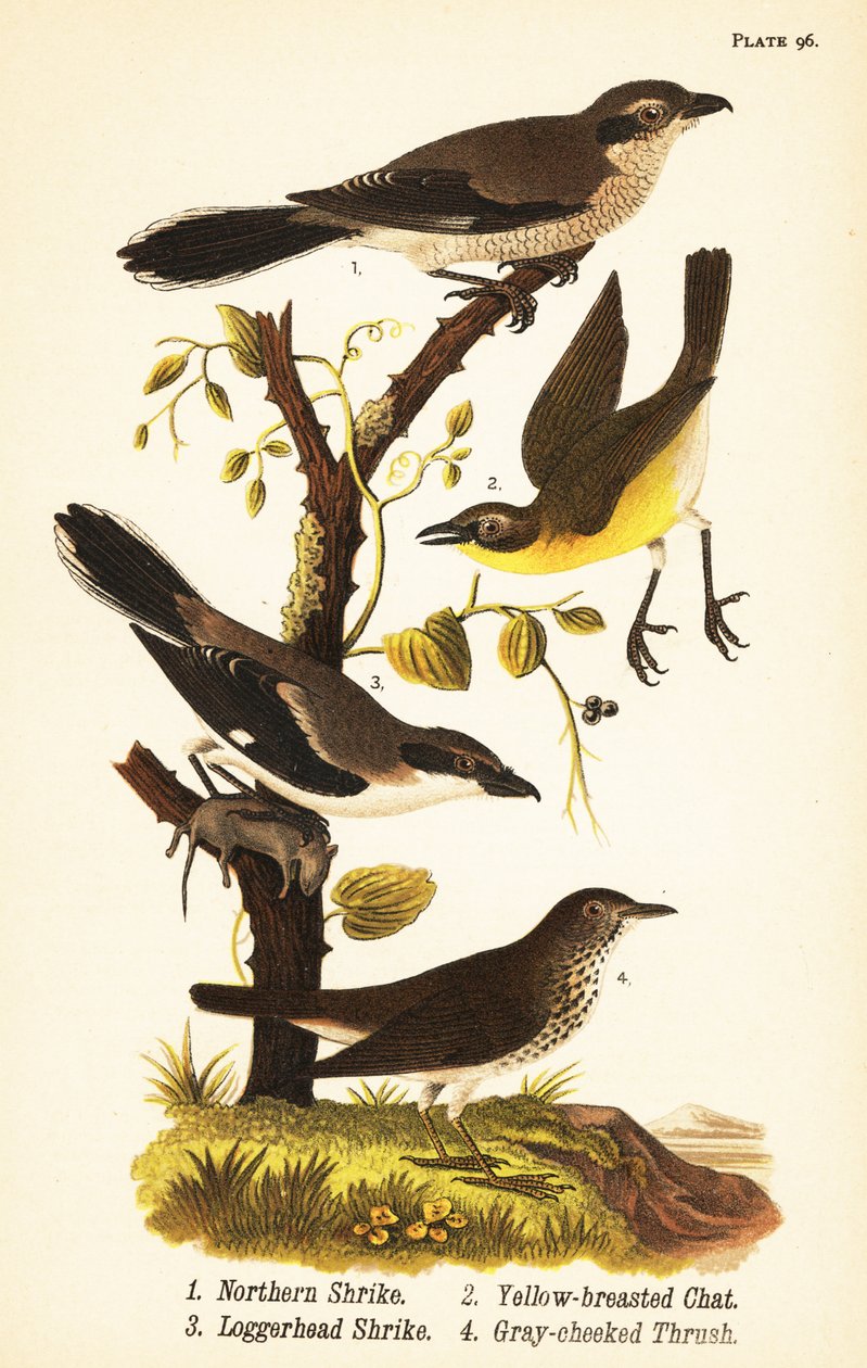 Északi cickány, Lanius borealis 1, sárgamellű csevegő, Icteria virens 2, rétisó, Lanius ludovicianus alkotó: John James (after) Audubon