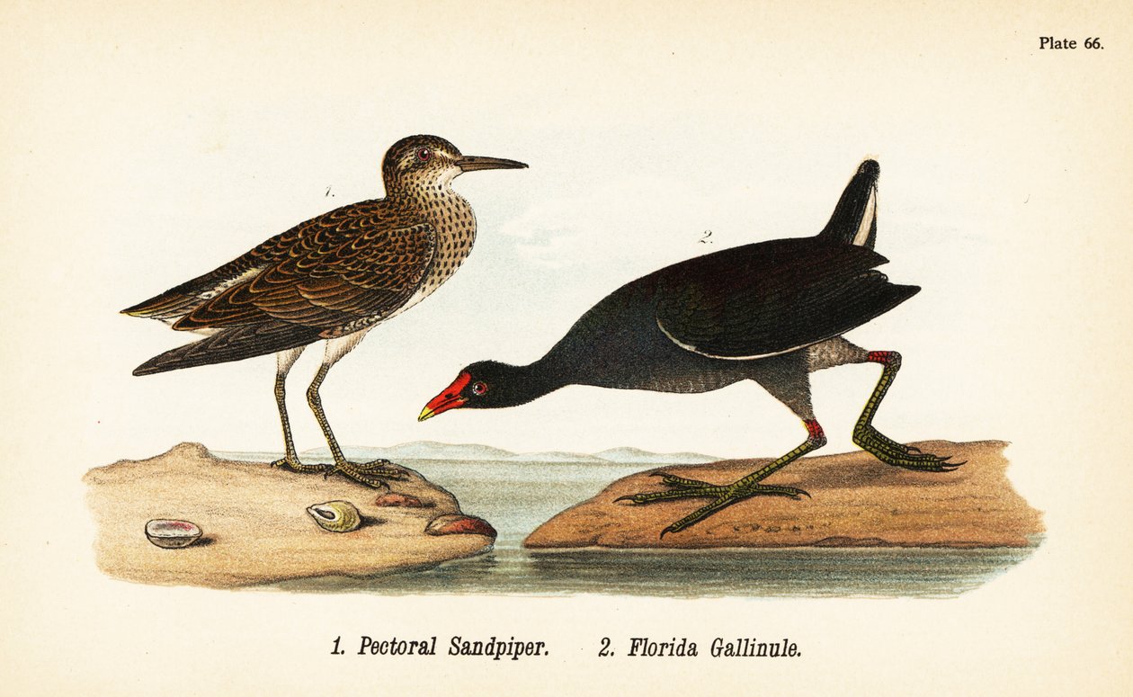 Mellkasi homokkóró, Calidris melanotos 1 és közönséges gallinule, Gallinula galeata 2 alkotó: John James (after) Audubon