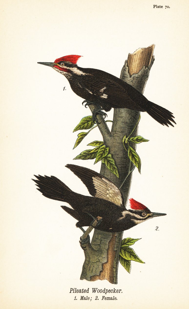 Cölöpfakopáncs, Dryocopus pileatus, hím 1, nőstény 2 alkotó: John James (after) Audubon
