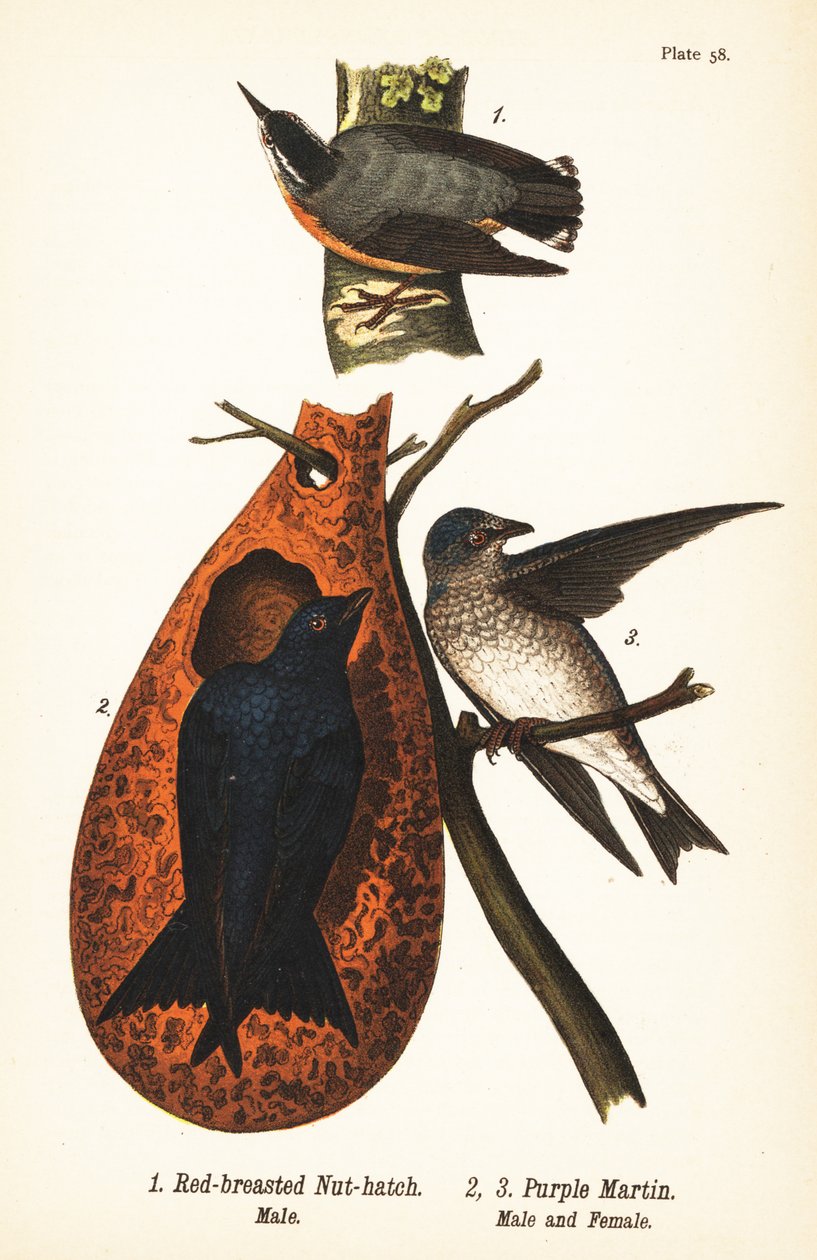 Vörösmellű dió, Sitta canadensis, hím 1 és lila martin, Progne subis, hím 2 és nőstény 3 alkotó: John James (after) Audubon