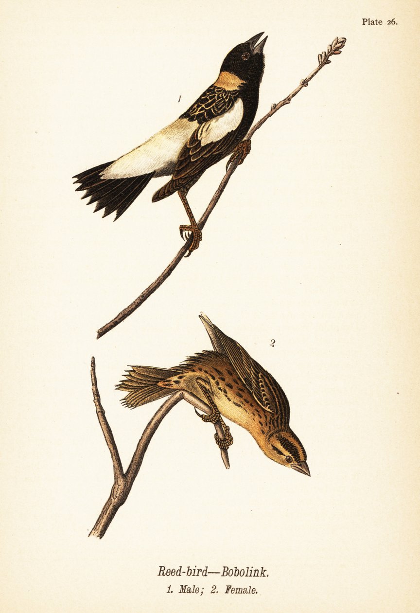 Nádmadár vagy bobolink, Dolichonyx oryzivorus, hím 1, nőstény 2 alkotó: John James (after) Audubon