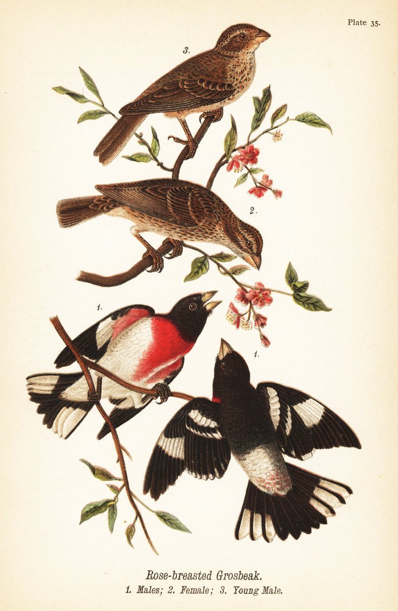 Rózsamellű, Pheucticus ludovicianus alkotó: John James (after) Audubon