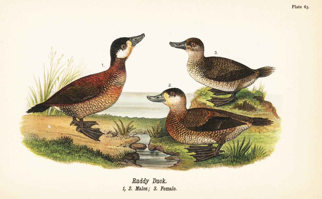 Vörös kacsa, Oxyura jamaicensis, hímek 1, 2 és nőstények 3 alkotó: John James (after) Audubon