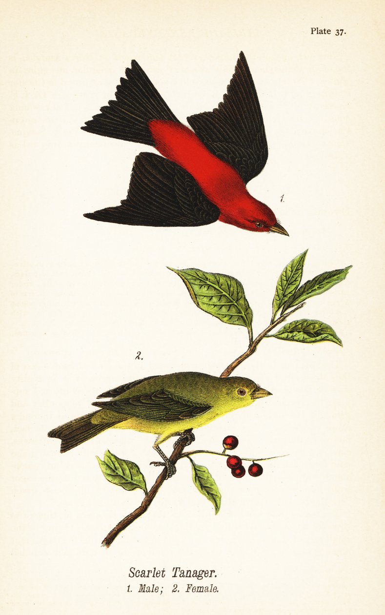 Scarlett Tanager, Piranha Invader, Rain ೧, Nő ೨ alkotó: John James (after) Audubon