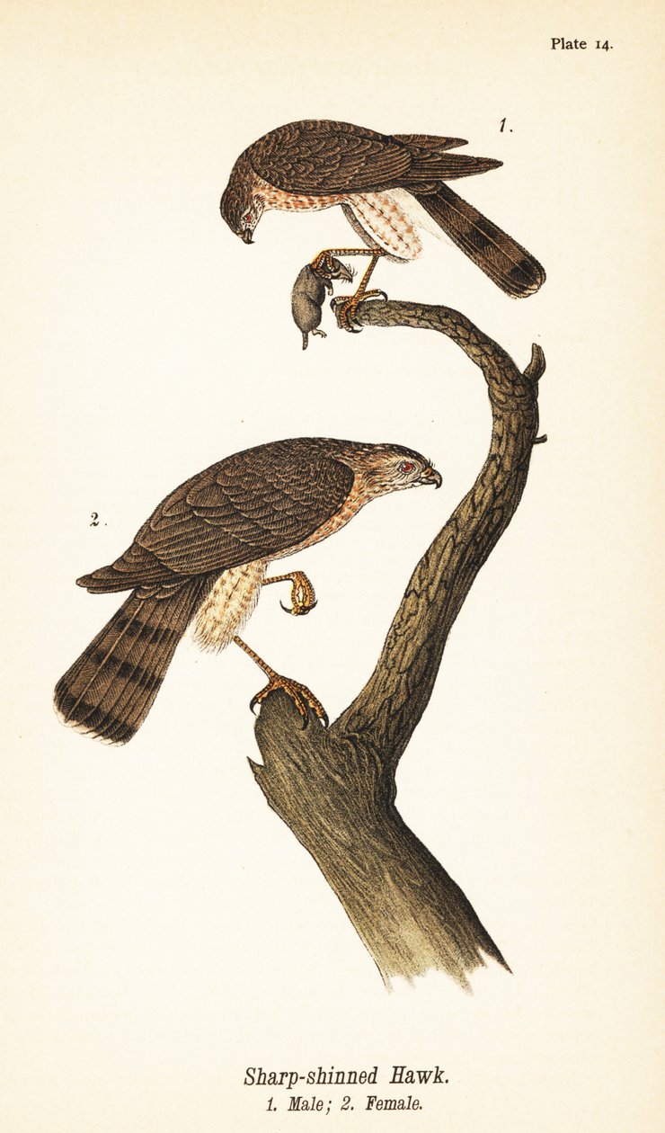 Élesszárú sólyom, Accipiter striatus, hím prédával 1, nőstény 2 alkotó: John James (after) Audubon