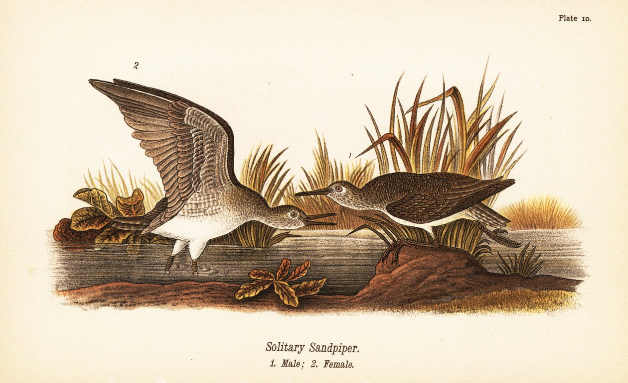 Magányos homokrózsa, Tringa solitaria, hím 1, nőstény 2 alkotó: John James (after) Audubon