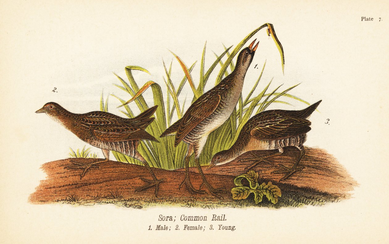 Sora vagy common rail, Porzana carolina, hím 1, nőstény 2, fiatal 3 alkotó: John James (after) Audubon