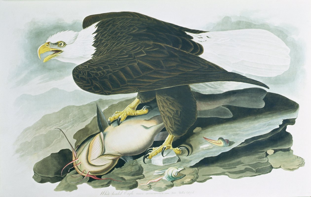 A kopaszfejű sas a "Birds of America"-ból, R. Havell metszete, m 1829 (színes metszet) alkotó: John James (after) Audubon