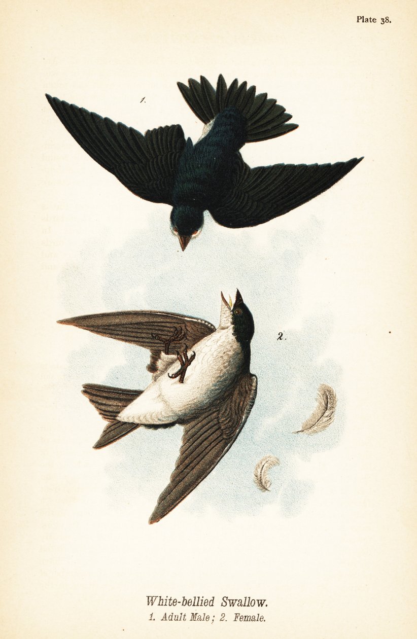 Fa fecske, Tachycineta bicolor alkotó: John James (after) Audubon