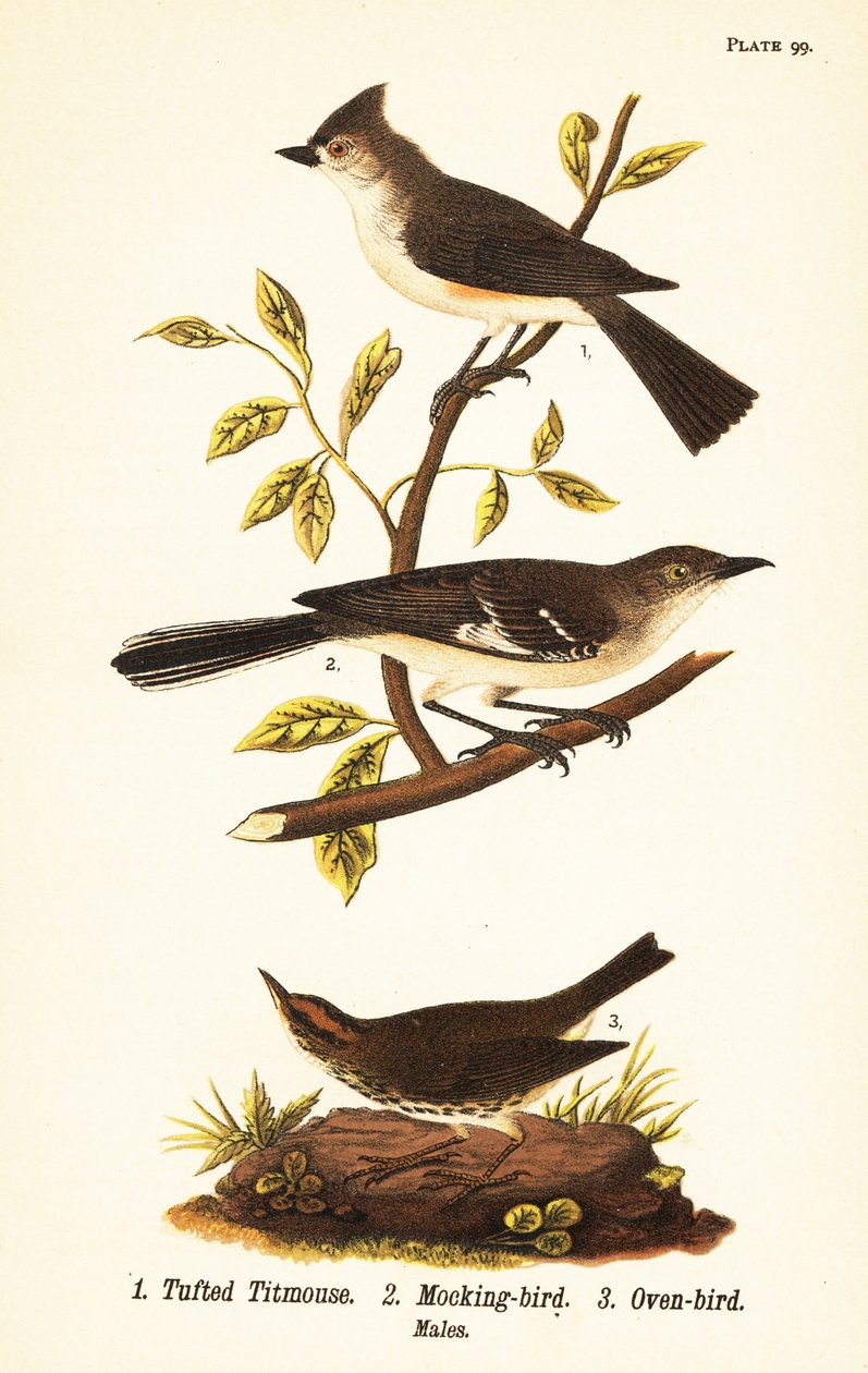 Bojtos cinege, Baeolophus bicolor, északi gúnymadár, Mimus polyglottos és sütőmadár, Seiurus aurocapilla alkotó: John James (after) Audubon
