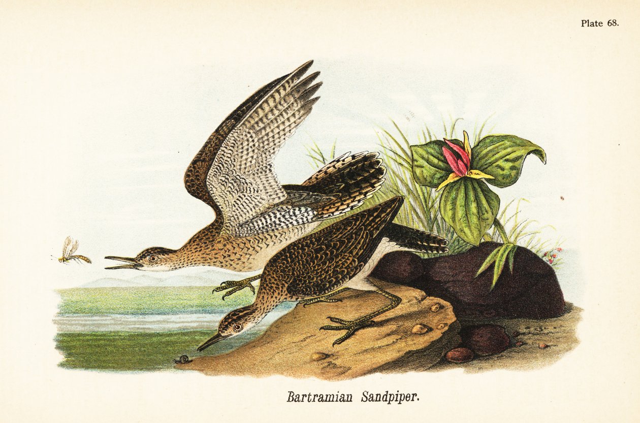 Felvidéki homokkóró, Bartramia longicauda alkotó: John James (after) Audubon