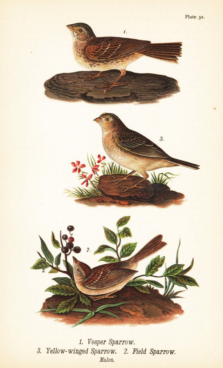 Vesperás veréb, Pooecetes gramineus 1, szöcske veréb, Ammodramus savannarum 2 és mezei veréb, Spizella pusilla 3 alkotó: John James (after) Audubon