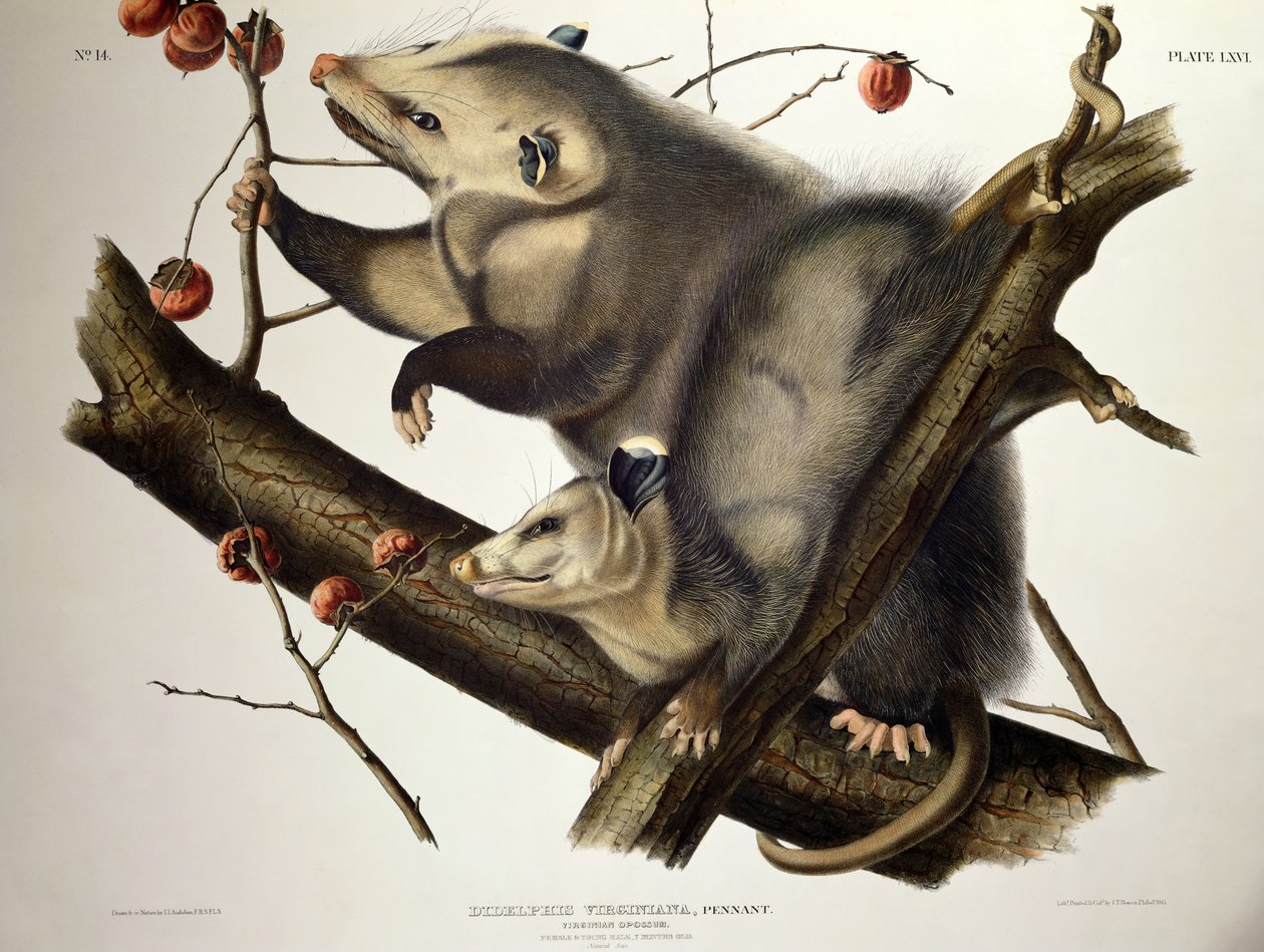 Virginian Opossum, az „Amerika négylábúiból”, John T. Bowen (1801-c.56) metszet, 1845 (színes metszet) alkotó: John James (after) Audubon