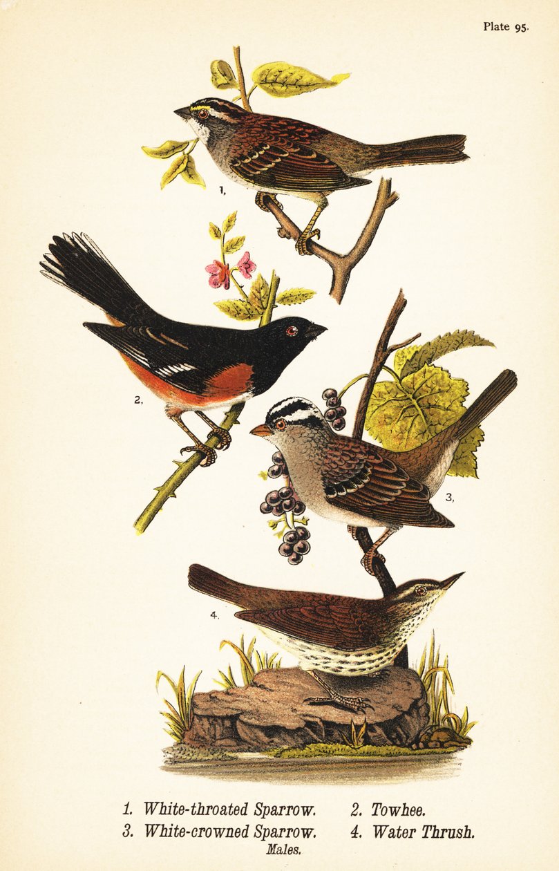 Fehértorkú veréb, Zonotrichia albicollis 1, keleti kóc, Pipilo erythrophthalmus 2, fehér koronás veréb, Zonotrichia leucophrys 3 és északi vízirigó, Parkesia noveboracensis 4 alkotó: John James (after) Audubon